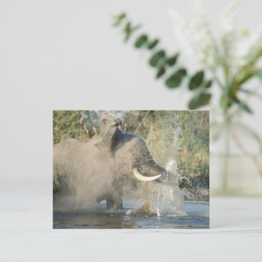 Chobe River, Botswana, Afrika Postkarte (Stehend Vorderseite)