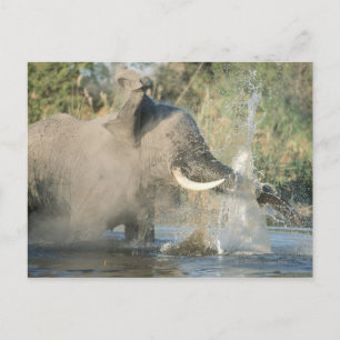 Chobe River, Botswana, Afrika Postkarte