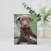 Chocalate Labrador Pittie Welppy Exploration Postkarte (Stehend Vorderseite)