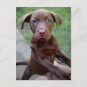 Chocalate Labrador Pittie Welppy Exploration Postkarte (Vorderseite)