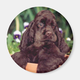 Chocolate Cocker-Magnet Magnet