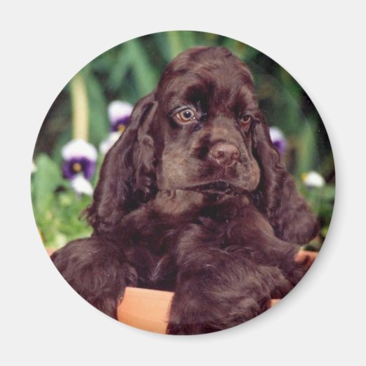 Chocolate Cocker-Magnet Magnet (Vorne)
