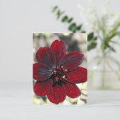 Chocolate Cosmos Blume Postkarte (Stehend Vorderseite)