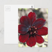Chocolate Cosmos Blume Postkarte (Vorne/Hinten)