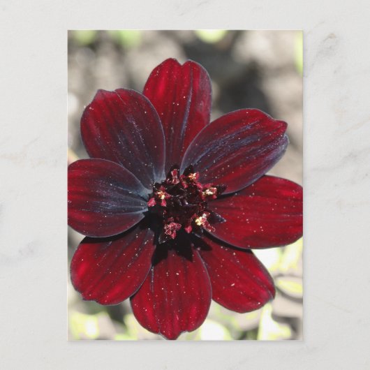 Chocolate Cosmos Blume Postkarte (Vorderseite)