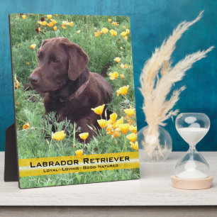 Chocolate Lab im Kalifornischen Mohnfeld Fotoplatte
