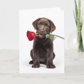 Chocolate-Lab-Valentinstag Karte (Vorderseite)
