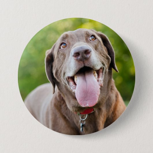 Chocolate Labrador Dog Button (Vorderseite)