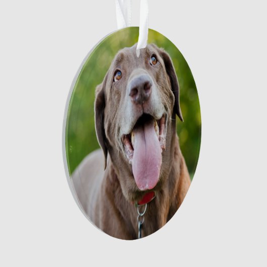 Chocolate Labrador Dog Ornament (Vorderseite)