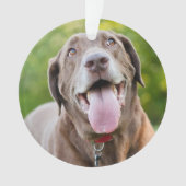 Chocolate Labrador Dog Ornament (Vorderseite)