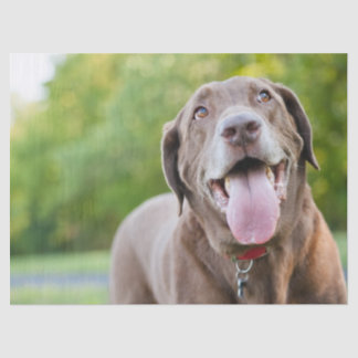 Chocolate Labrador Dog Seidenpapier