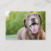 Chocolate Labrador Dog Visitenkarte (Vorderseite)