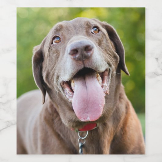 Chocolate Labrador Dog Weinetikett (Einzelnes Label)