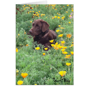 Chocolate Labrador in California Poppy Patch Fotog