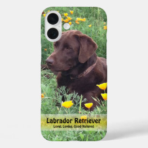 Chocolate-Labrador inmitten von Kalifornischem Moh iPhone 16 Plus Hülle