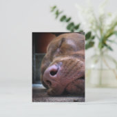 Chocolate Labrador Pit Puppy Schlafen Postkarte (Stehend Vorderseite)