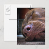 Chocolate Labrador Pit Puppy Schlafen Postkarte (Vorne/Hinten)
