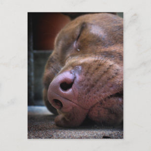 Chocolate Labrador Pit Puppy Schlafen Postkarte