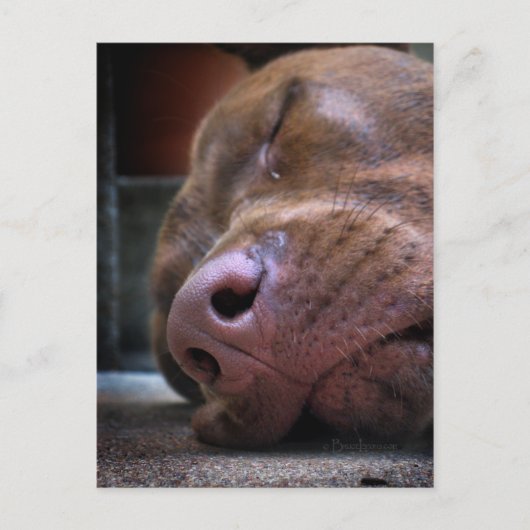 Chocolate Labrador Pit Puppy Schlafen Postkarte (Vorderseite)