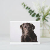 Chocolate Labrador Postkarte (Stehend Vorderseite)