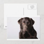 Chocolate Labrador Postkarte (Vorne/Hinten)