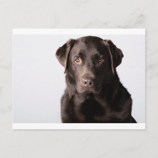 Chocolate Labrador Postkarte (Vorderseite)
