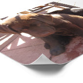 Chocolate Labrador Puppies Poster (Ecke)