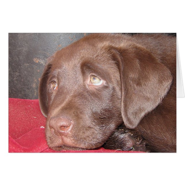 Chocolate Labrador Puppy (Vorderseite (Horizontal))