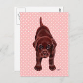 Chocolate Labrador Puppy Postkarte (Vorne/Hinten)