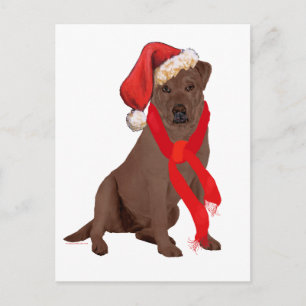 Chocolate Labrador Retriever Weihnachten