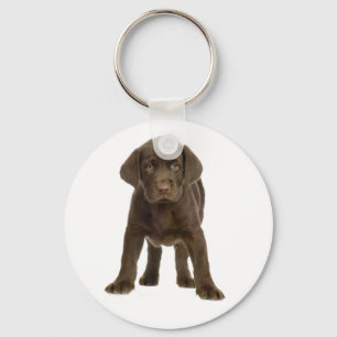 Chocolate-Labrador-Retriever-Welpen-Hunde-Schlüsse Schlüsselanhänger