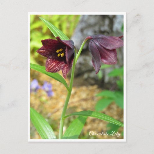 Chocolate Lily Postkarte (Vorderseite)