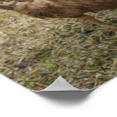 Chocolate Muscovy Duck Poster (Ecke)