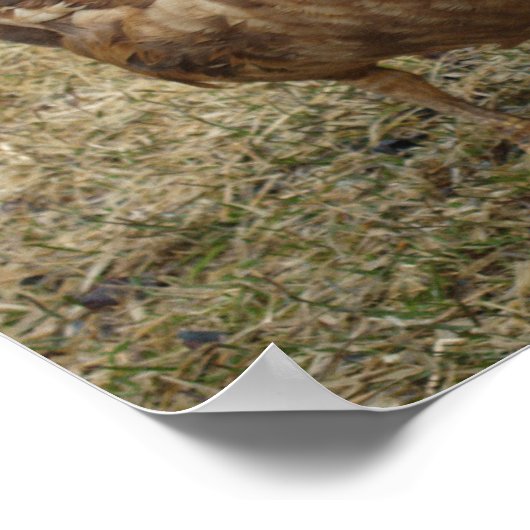 Chocolate Muscovy Duck Poster (Ecke)