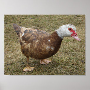 Chocolate Muscovy Duck Poster