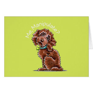 Chocolate Poodle Mix Me Manipulation
