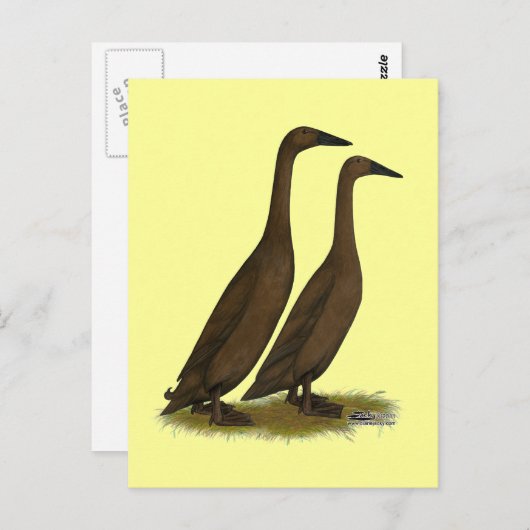 Chocolate Runner Ducks Postkarte (Vorne/Hinten)