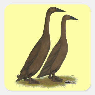 Chocolate Runner Ducks Quadratischer Aufkleber