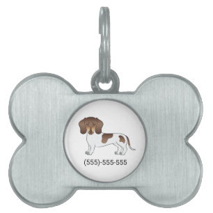 Chocolate & Tan Pied Kurzhaar-Dachshund & Nummer Tiermarke