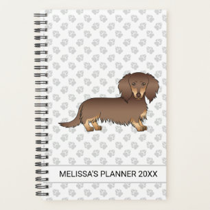 Chocolate- und Lohfarbener Langhaar-Dachshund Hund Planer
