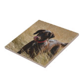 Chocolatebrauner Labrador Retriever Fliese (Seite)
