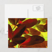 Choisya Herbst 2 Postkarte (Vorne/Hinten)