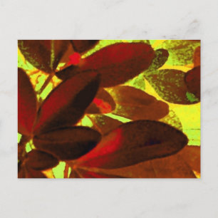 Choisya Herbst 2 Postkarte