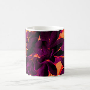 Choisya Herbst 3 Tasse