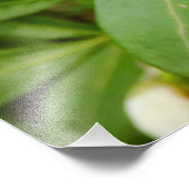 Choisya Ternata Fotodruck (Ecke)