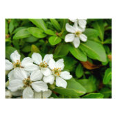 Choisya Ternata Fotodruck (Vorne)