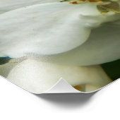 Choisya Ternata Fotodruck (Ecke)