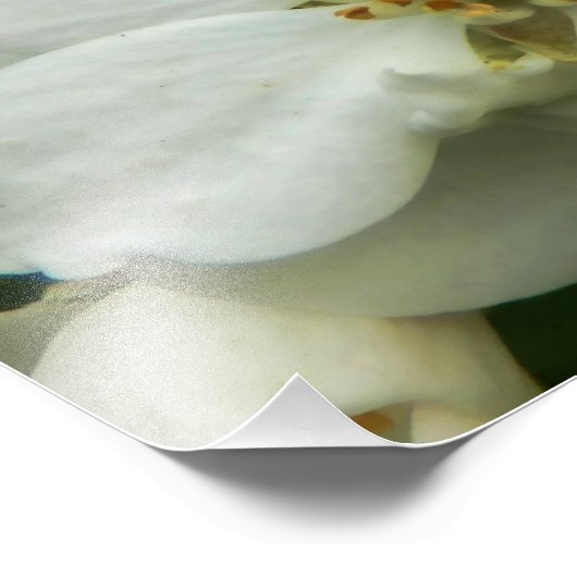 Choisya Ternata Fotodruck (Ecke)