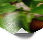 Choisya Ternata Fotodruck (Ecke)