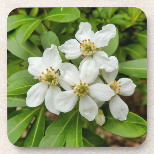 Choisya Ternata Getränkeuntersetzer (Vorderseite)